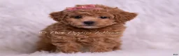 Toy Poodle dogs for sale: Mango - Ad 3