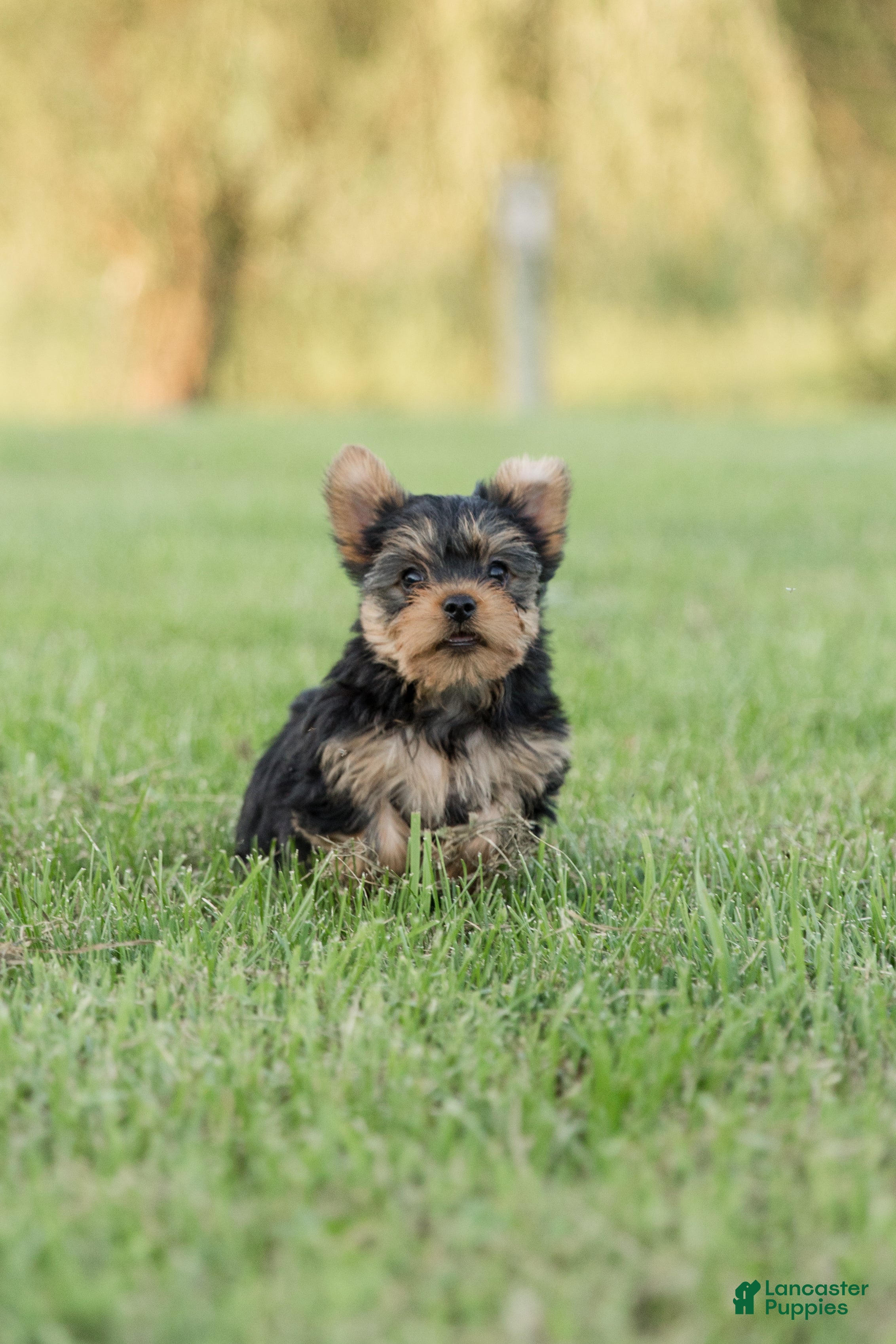 Yorkshire Terrier dogs Jasper - Ad 1
