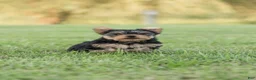 Yorkshire Terrier dogs for sale: Jasper - Ad 1