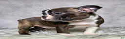 Boston Terrier dogs for sale: Mr. Max - Ad 4