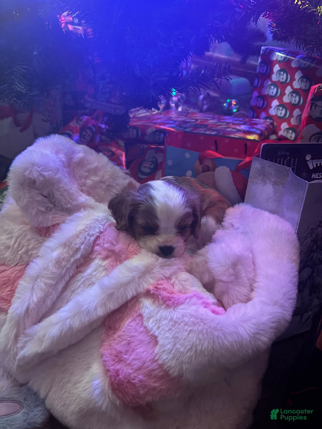 Cavalier King Charles Spaniel dogs for sale: Jeffrey  - Ad 1