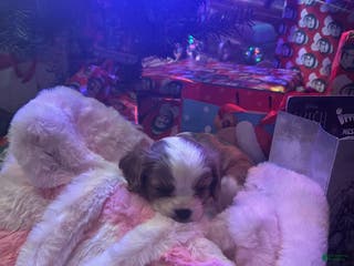 Cavalier King Charles Spaniel dogs Jeffrey - Ad 15