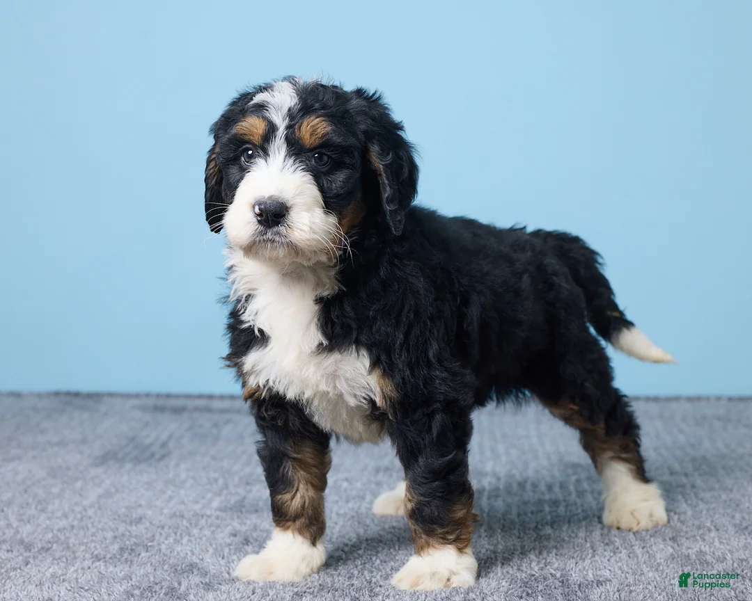 Bernedoodle dogs for sale: Heart - Ad 5