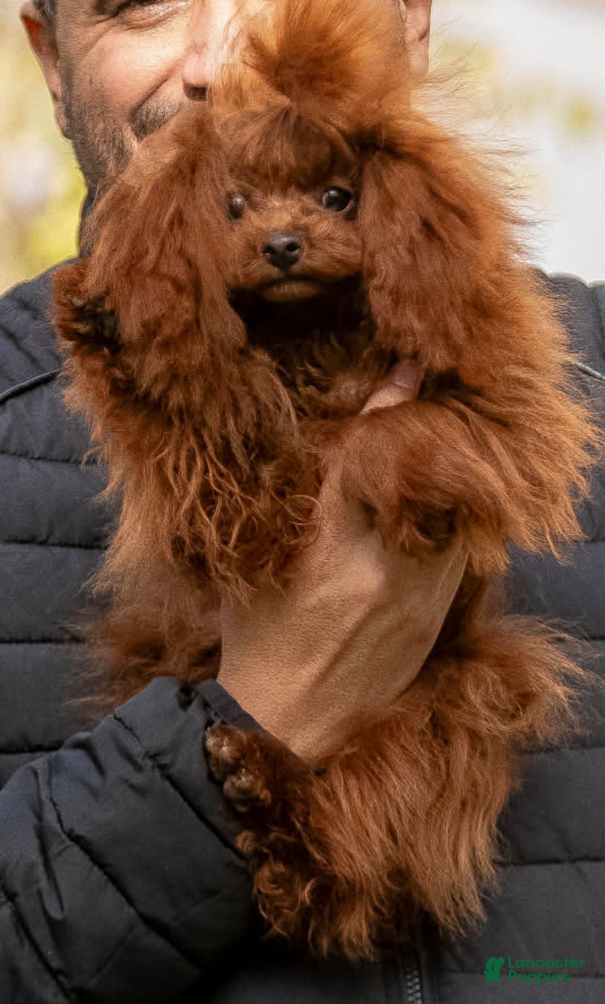 Toy Poodle dogs Teacup poodle male from china - Ad 1