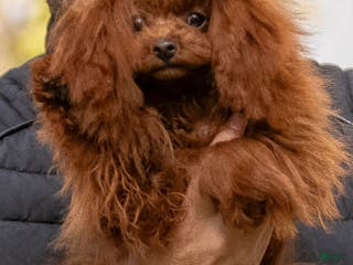 Toy Poodle dogs Teacup poodle male from china - Ad 1