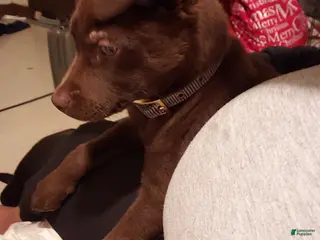 Chesapeake Bay Retriever dogs Chesapeake Bay Retriever Puppy 1 - Ad 1