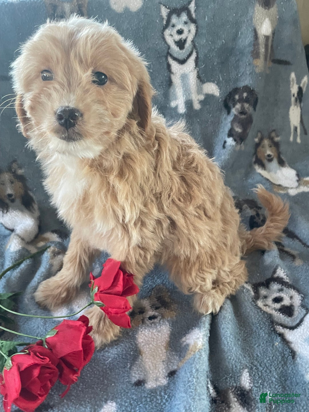Mini Goldendoodle dogs for sale: Rosie - Ad 1