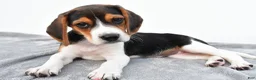 Beagle dogs for sale: Arlene - Ad 8