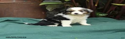 Miniature Australian Shepherd dogs for sale: Skye - Ad 3
