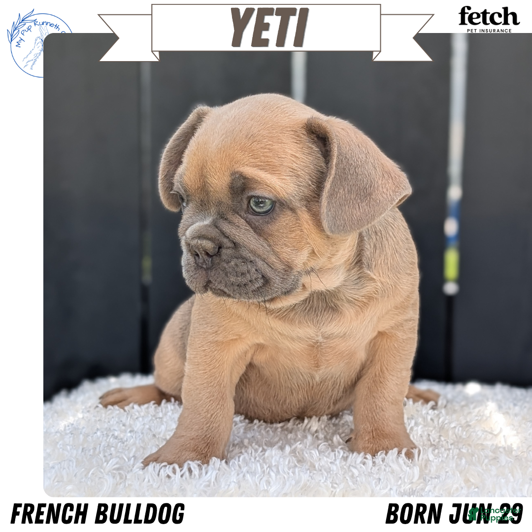 French Bulldog dogs for sale: Yeti - Ad 4