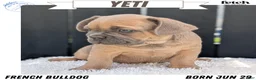 French Bulldog dogs for sale: Yeti - Ad 15