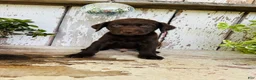 Labrador Retriever dogs for sale: Teddy  - Ad 3
