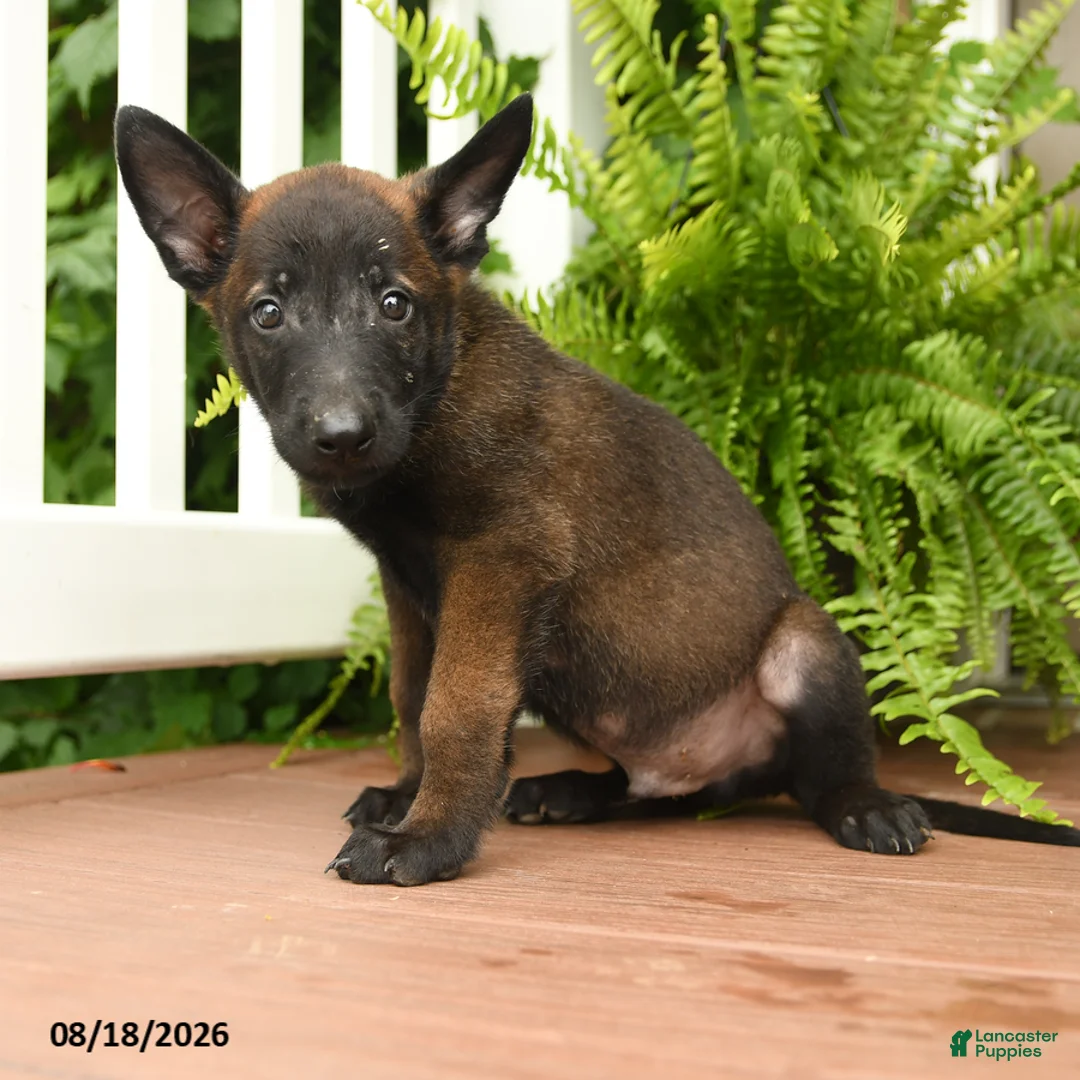 Belgian Malinois dogs for sale: UmI - Ad 3