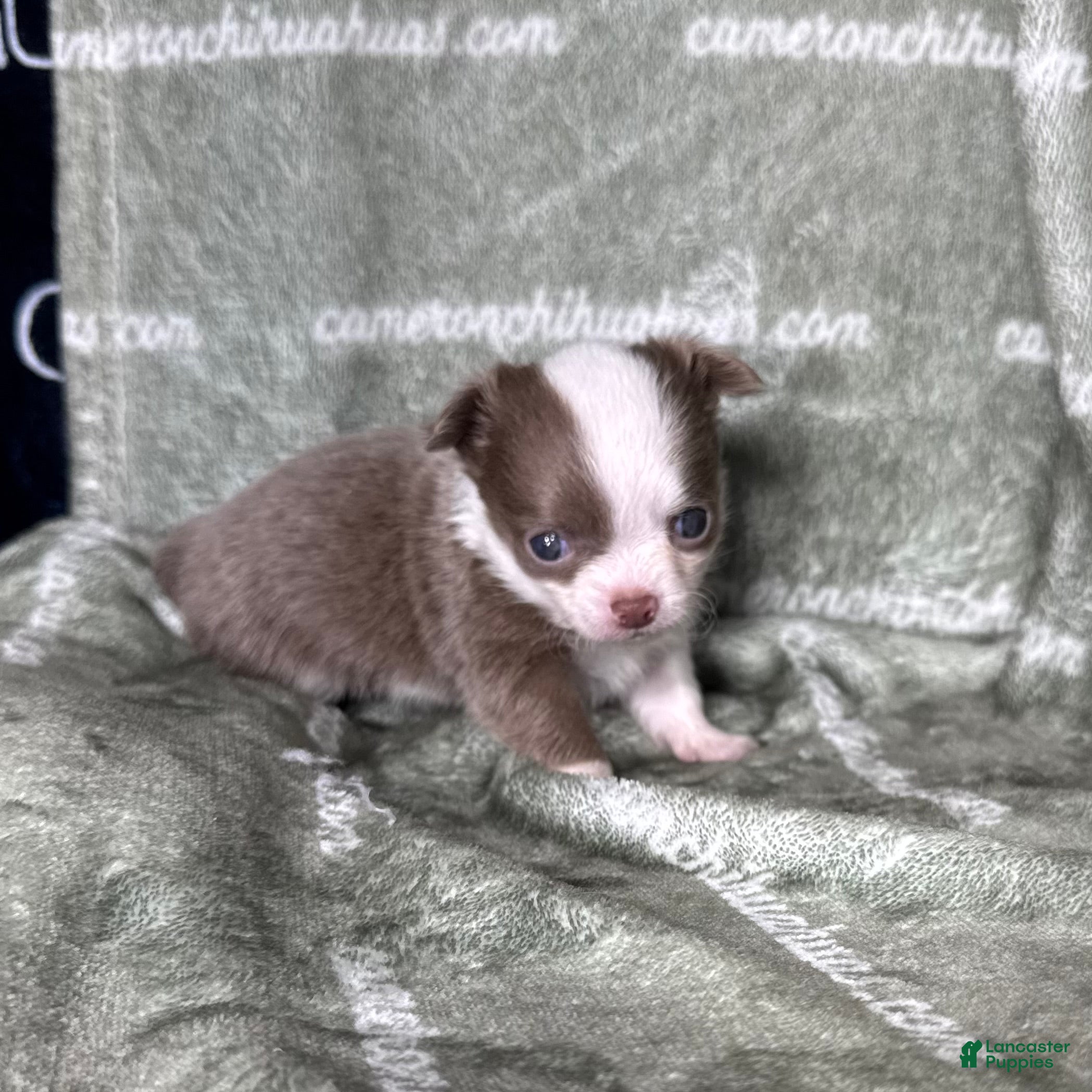 Chihuahua dogs Faline Micro Long Coat Lavender - Ad 1