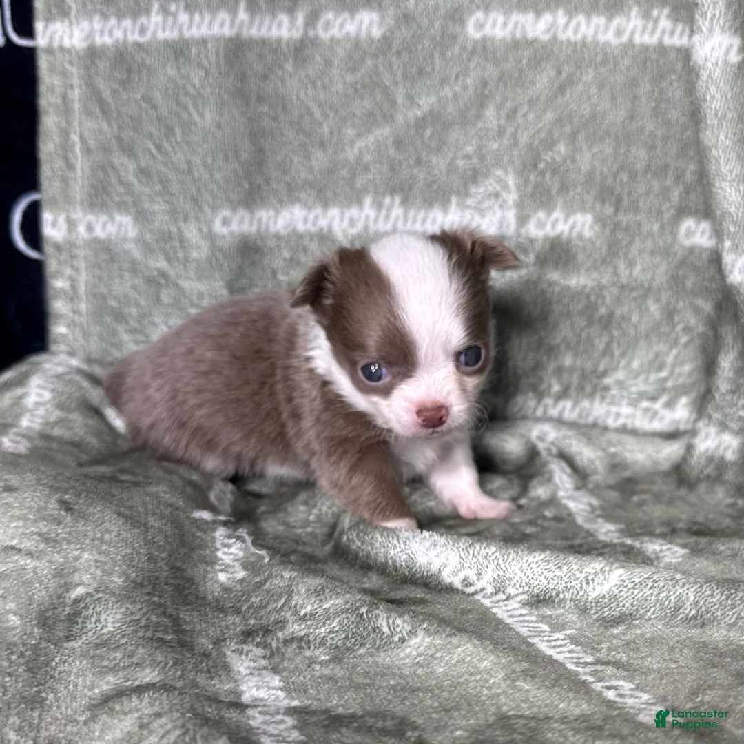 Chihuahua dogs for sale: Faline Micro Long Coat Lavender - Ad 1