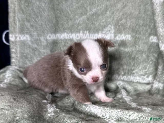Chihuahua dogs for sale: Faline Micro Long Coat Lavender - Ad 1