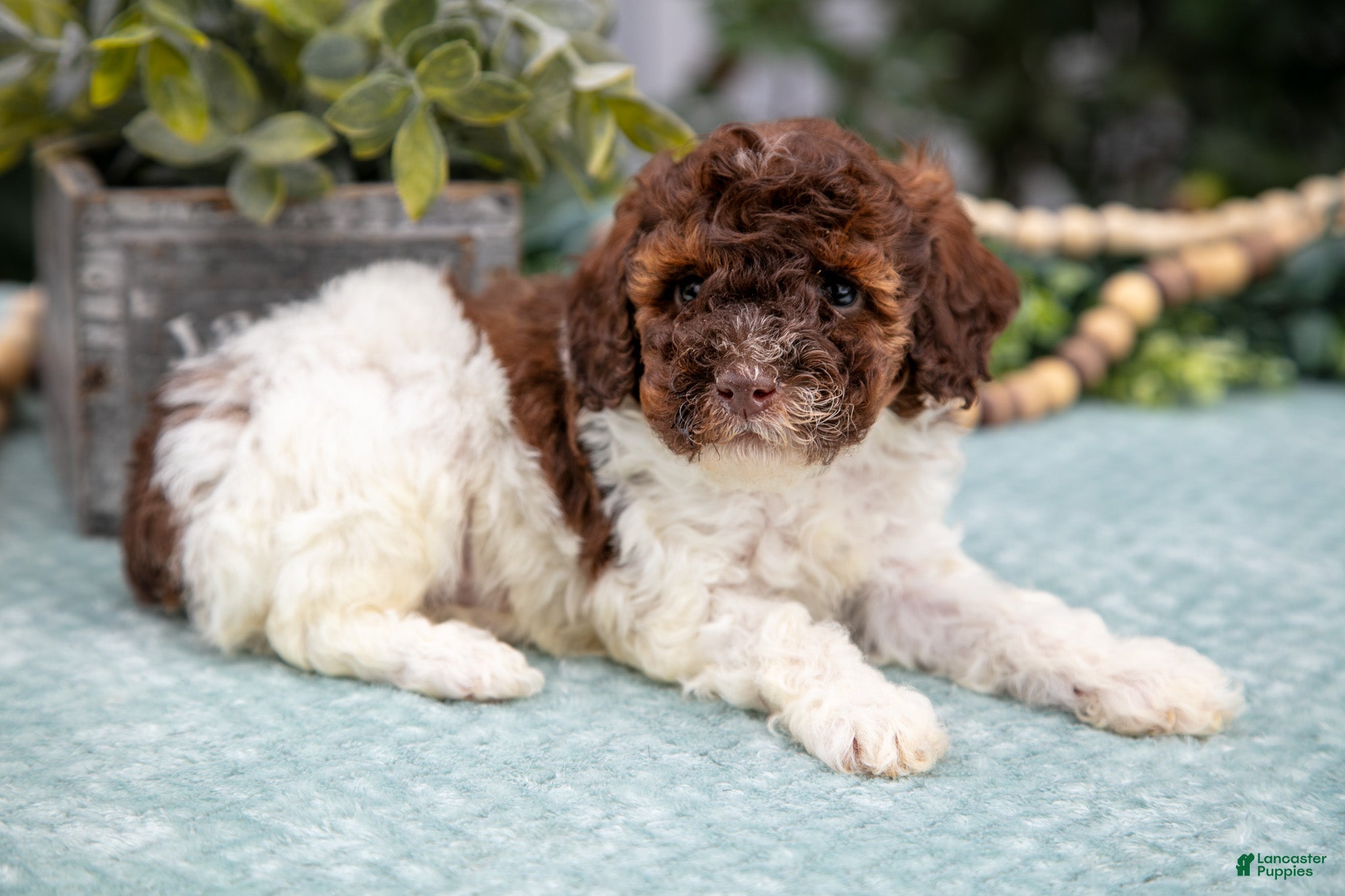 Miniature Poodle dogs Nolan - Ad 2