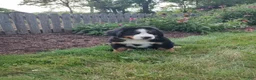 Bernese Mountain Dog dogs for sale: Lyle - Ad 1