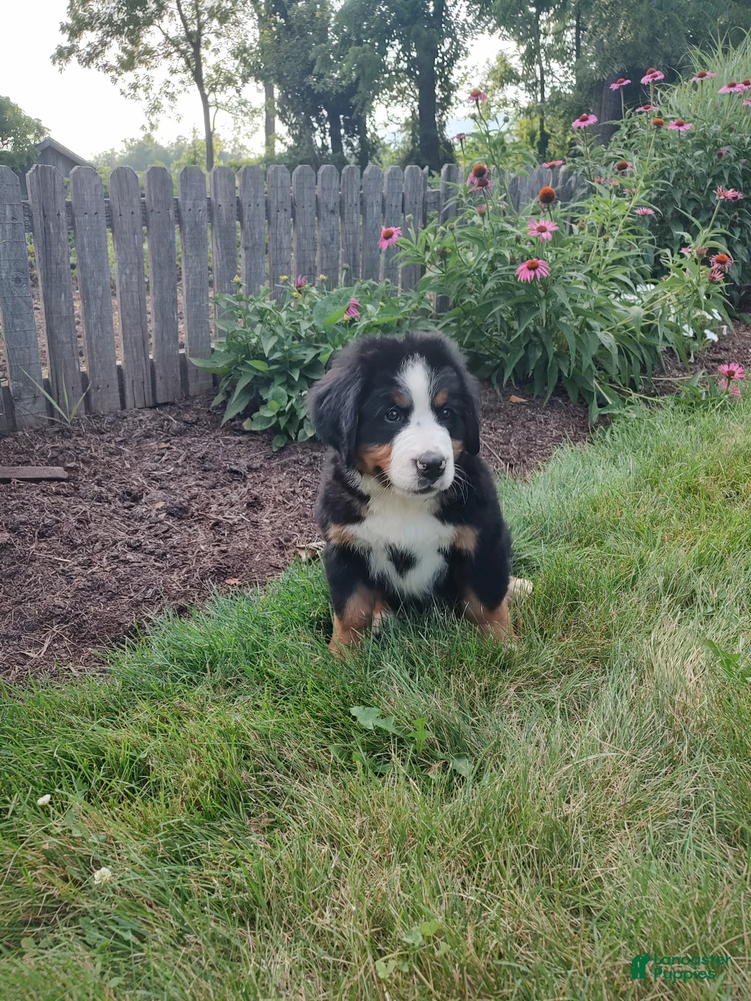 Bernese Mountain Dog dogs for sale: Lyle - Ad 1