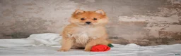 Pomeranian dogs for sale: FLOWER - Ad 3