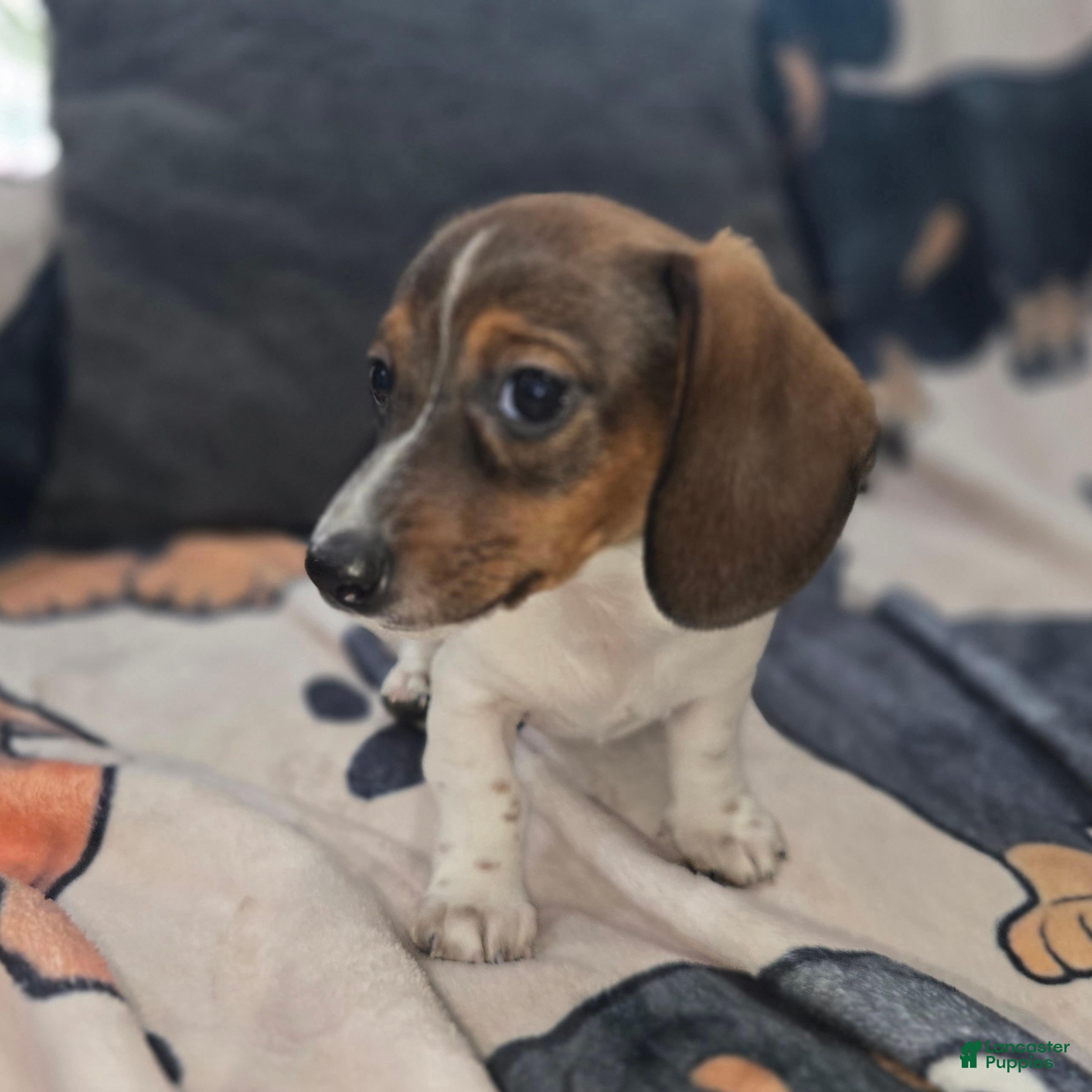 Dachshund dogs Tankerbell - mini - Ad 1