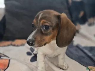 Dachshund dogs for sale: Tankerbell - mini - Ad 3