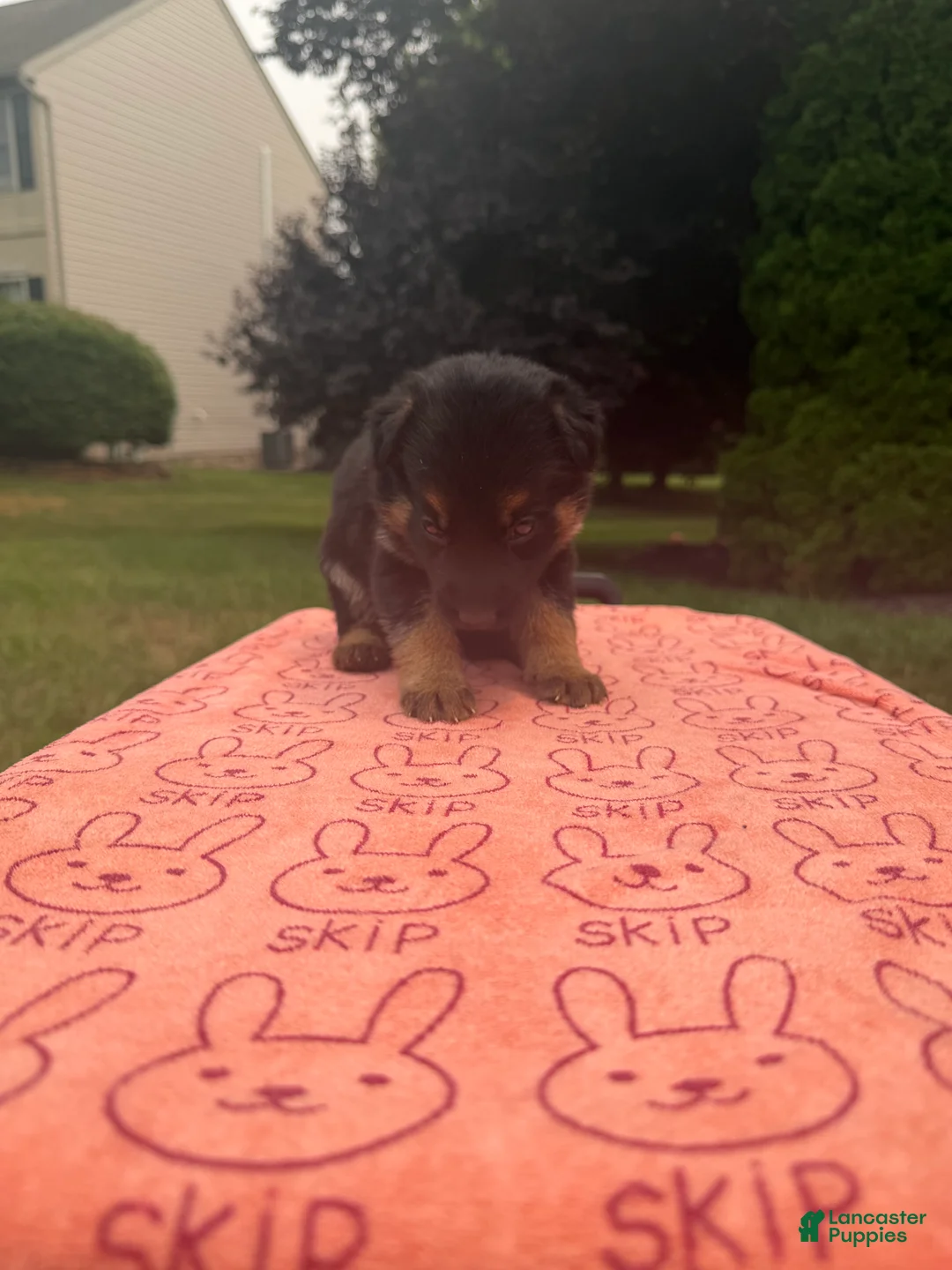 German Shepherd dogs for sale: Pretty - Ad 2