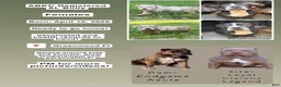 American Bully dogs for sale: American Bully 1 - Ad 5