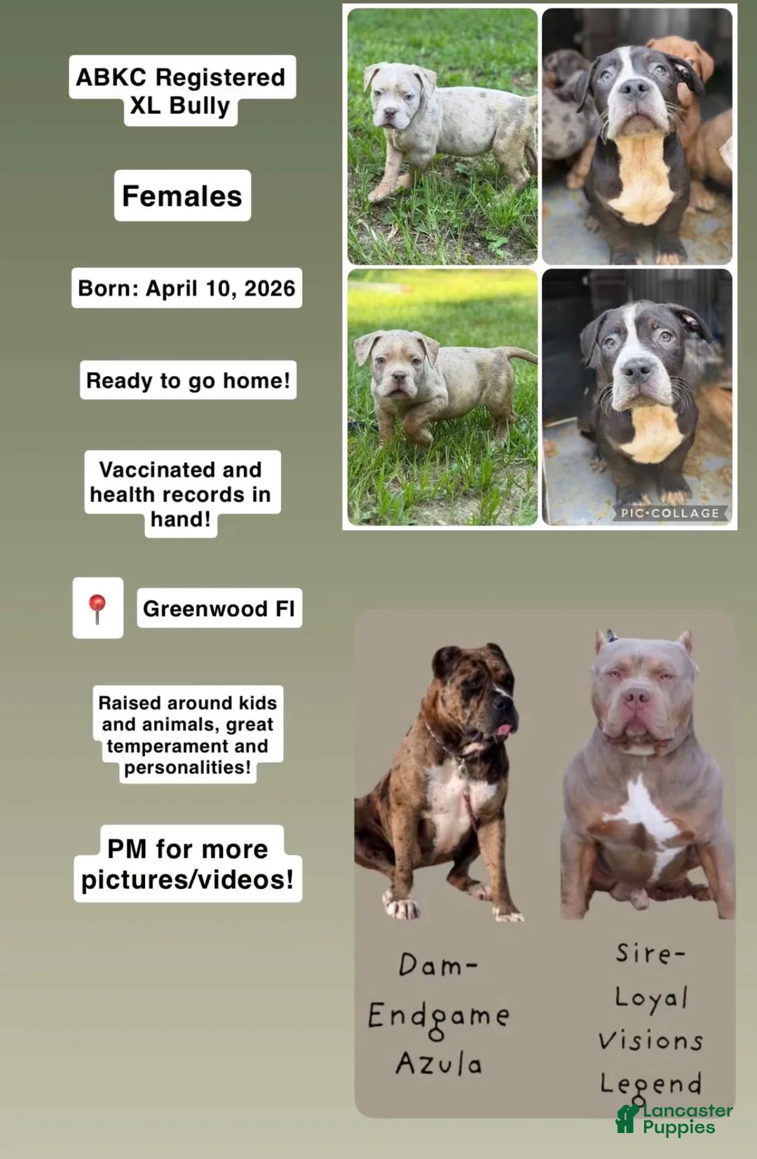 American Bully dogs for sale: American Bully 1 - Ad 5