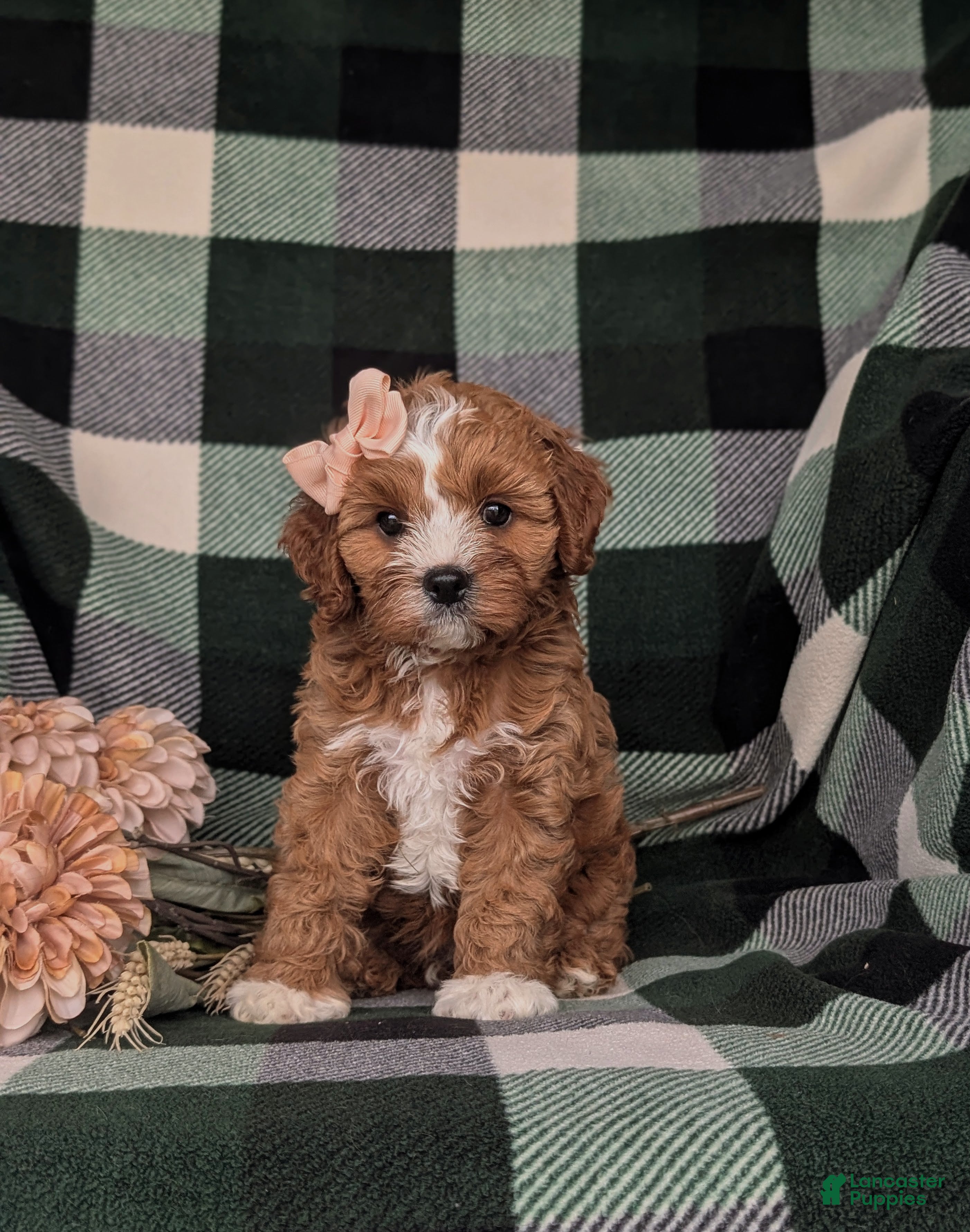 Cavapoo dogs Tracy - Ad 2