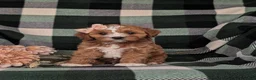 Cavapoo dogs for sale: Tracy - Ad 2