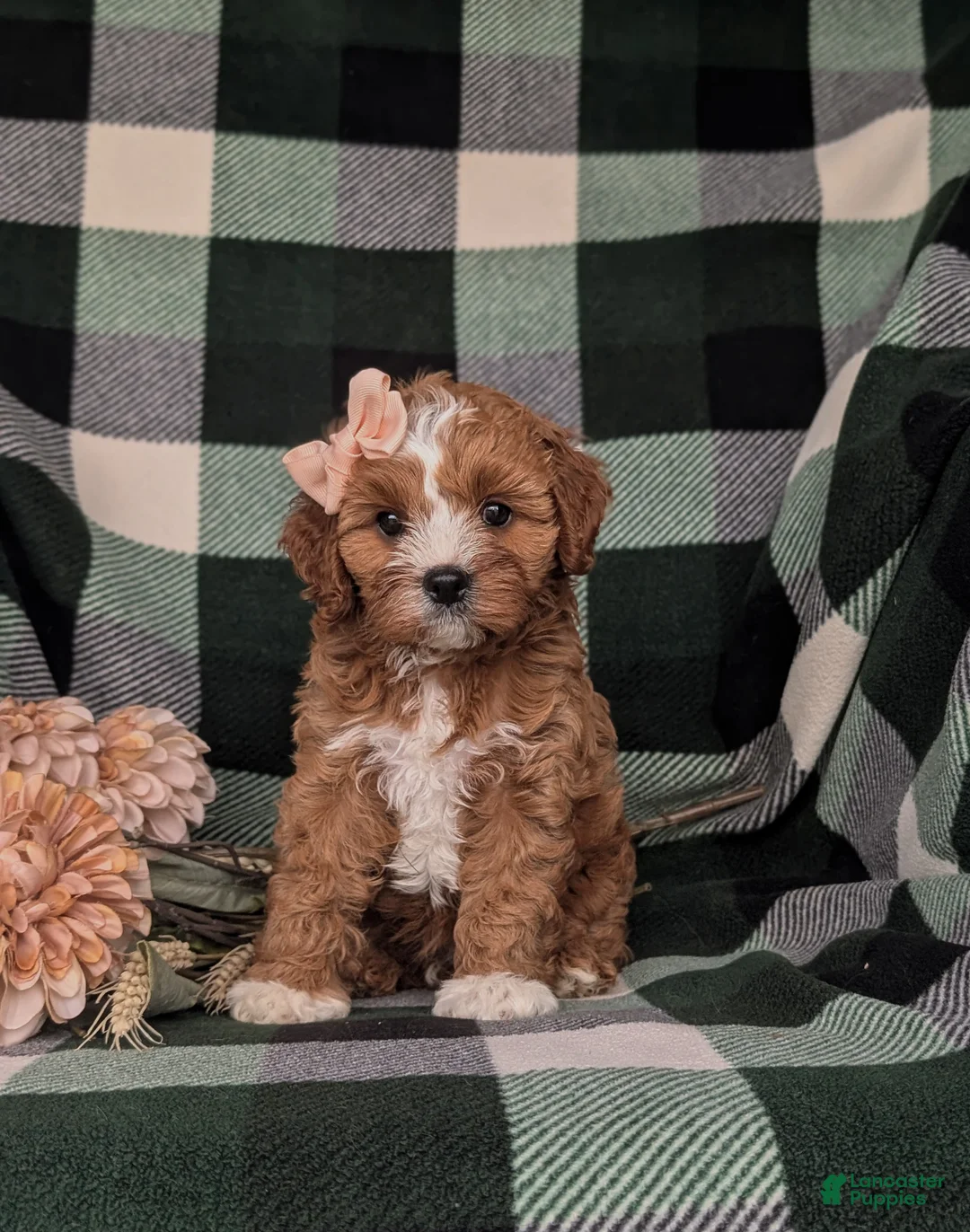 Cavapoo dogs for sale: Tracy - Ad 2