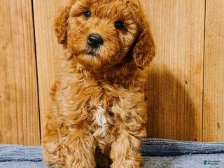 Mini Goldendoodle dogs Helena, F1b Mini Goldendoodle - Ad 24
