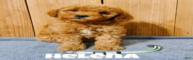 Helena, F1b Mini Goldendoodle