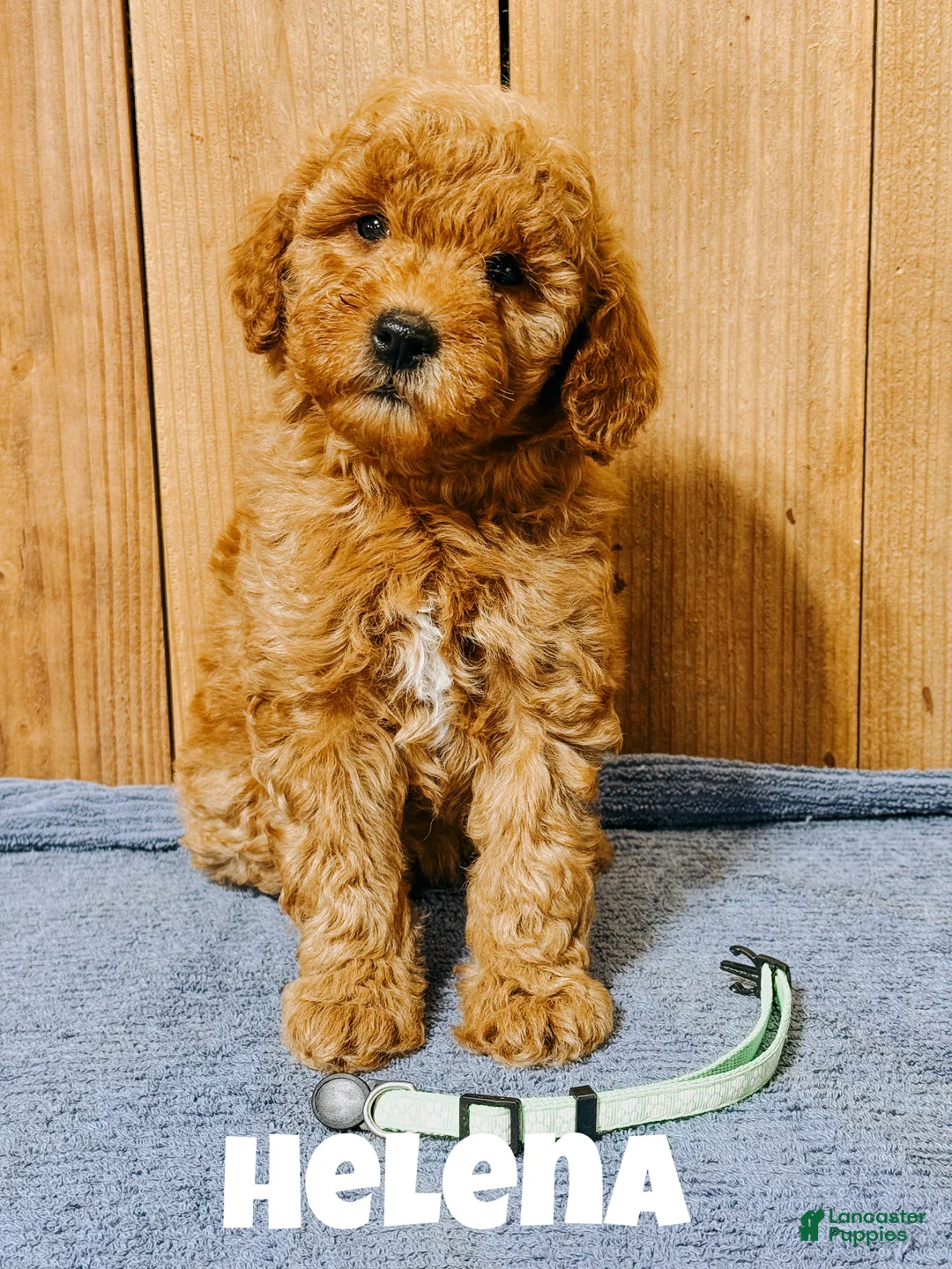 Mini Goldendoodle dogs for sale: Helena, F1b Mini Goldendoodle - Ad 1