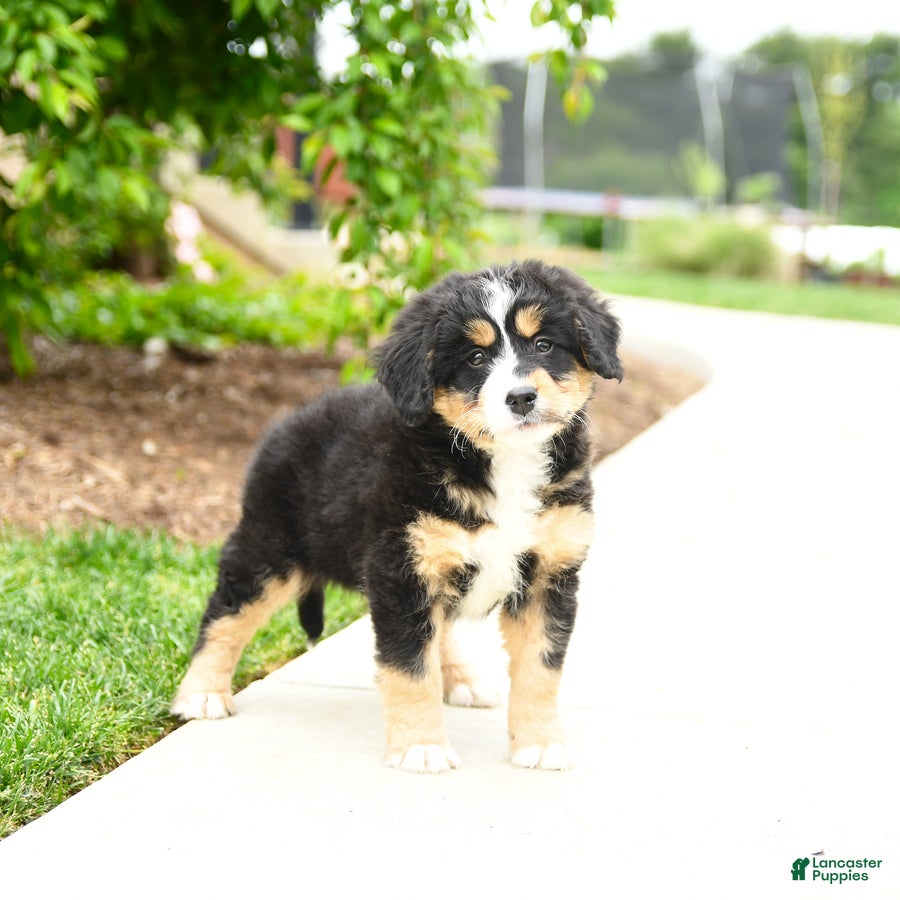 Bernedoodle dogs Ace - Ad 1