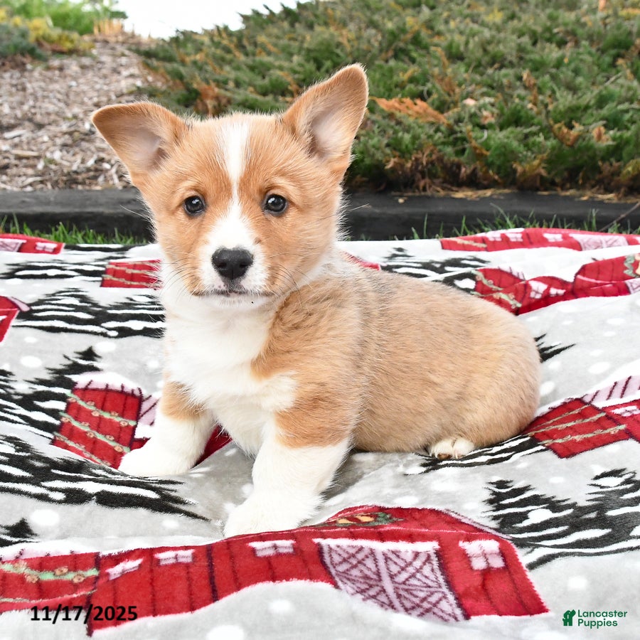 Welsh Corgi Pembroke dogs Arlo - Ad 4