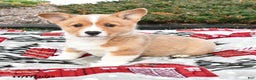 Welsh Corgi Pembroke dogs for sale: Arlo - Ad 1