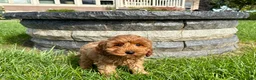 Cockapoo dogs for sale: Cockapoo female 3 - Ad 9