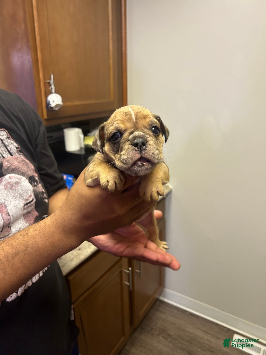 English Bulldog dogs for sale: Mocha - Ad 3
