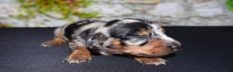 Miniature Dachshund dogs for sale: Miniature Dachshund Puppy 4 - Ad 3