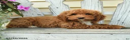 Aussiedoodle dogs for sale: Ruby - Ad 1