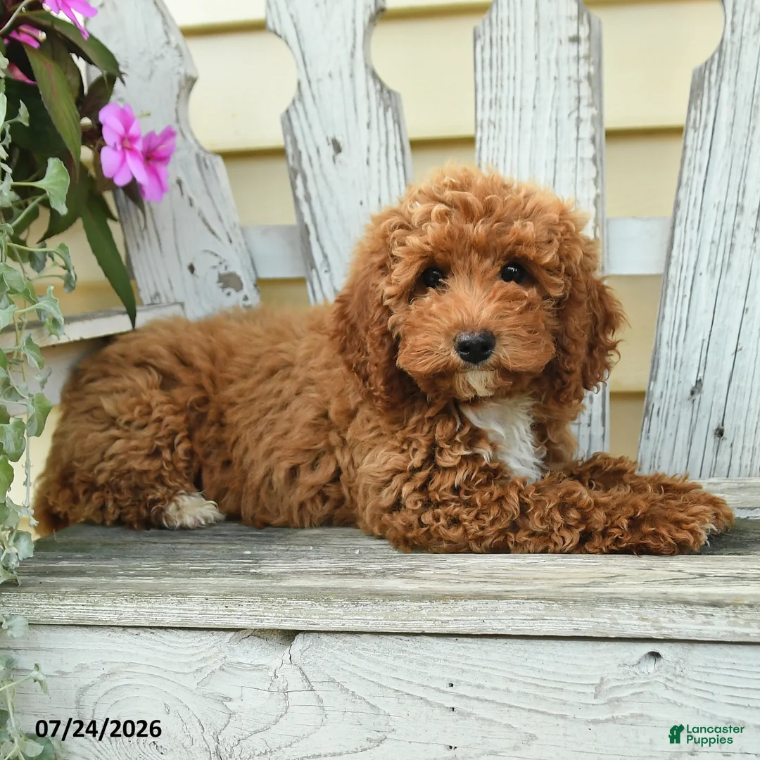Aussiedoodle dogs for sale: Ruby - Ad 1