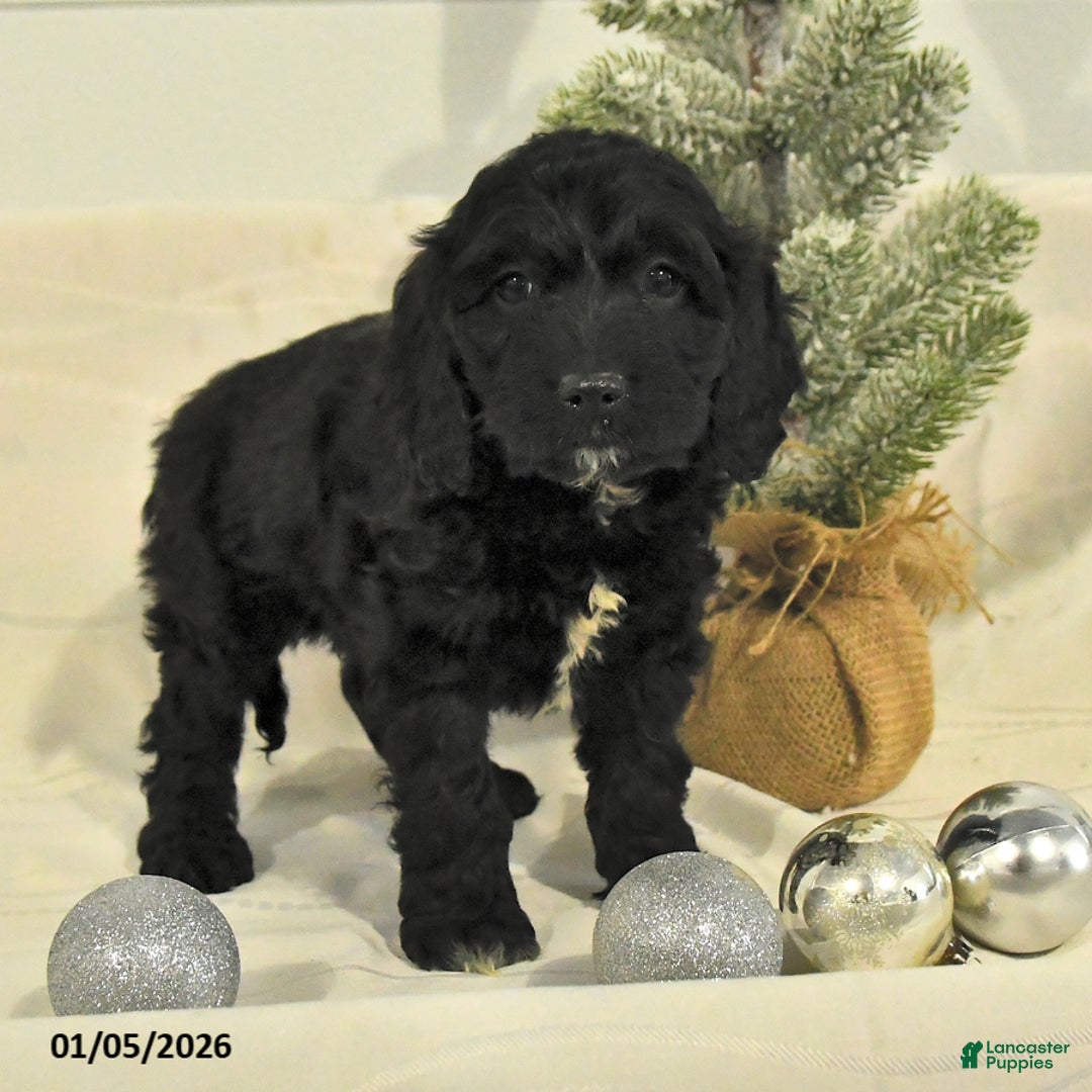 Cockapoo dogs for sale: Buddy - Ad 3
