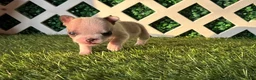 French Bulldog dogs for sale: French Bulldog 4 - Ad 5