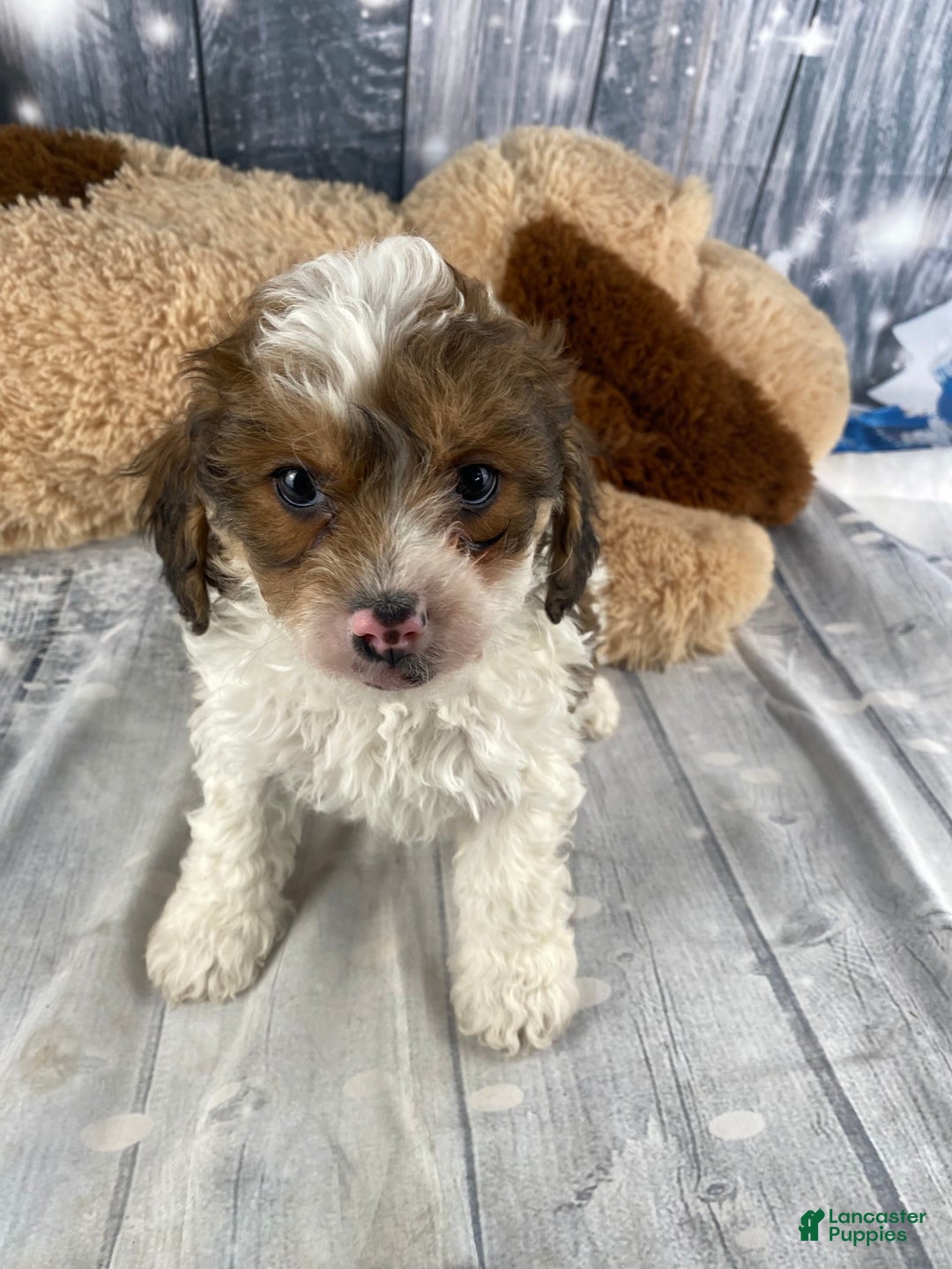 Cavapoo dogs for sale: Ranger - Ad 2