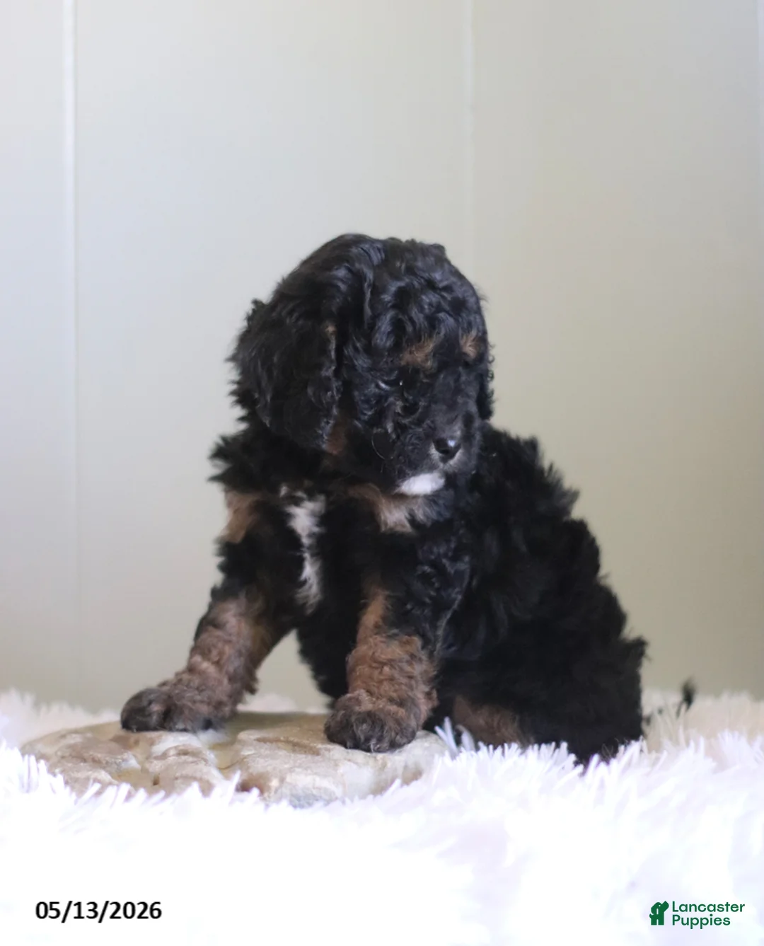 Cavapoo dogs for sale: Lexie - Ad 2