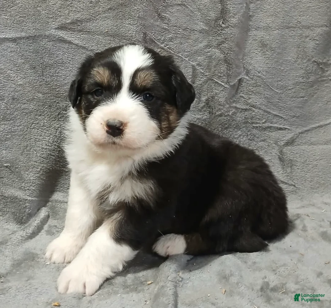 Australian Shepherd dogs for sale: Flynn - Ad 26