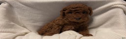 Toy Poodle dogs for sale: Dorthy - Ad 12