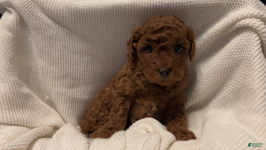 Toy Poodle dogs for sale: Dorthy - Ad 12